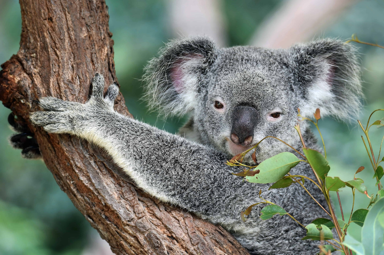 Cute koala exploring the snö Portable Ice Bath Tub in its natural Australian habitat